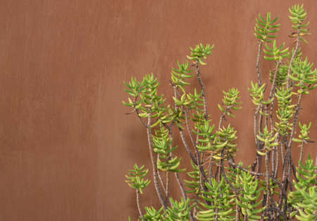Sedum reflexum against terracotta color wall with copy space の写真素材