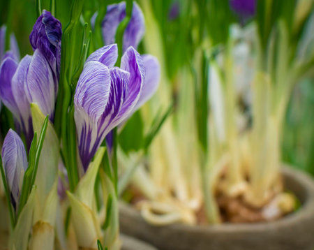 Crocus flower pots in the spring  Purple flowers and green 