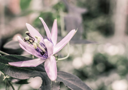 Passion Flower, passiflora incarnata blossoming in a garden  Romantic vintage filter treatment の写真素材