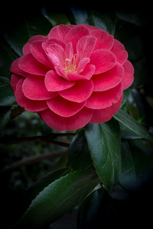 Red Camellia with leaves on dark  Camellia is a genus of flowering plants in the family Theaceae  の写真素材