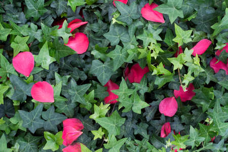 Green ivy and bright saturated pink camellia petals  Cover of ivy - Hedera helix, with fallen petals...