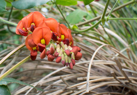 Flame pea Chorizema cordatum in yellow and orange among dry stems の写真素材