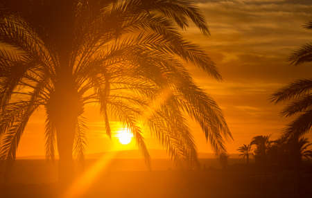 Red Majorca sunset with palm tree  Majorca, Balearic islands, Spain 