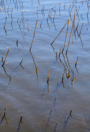 Calm lake surface with last years reed stubs in Lake Malaren, Stockholm, Sweden in May の写真素材