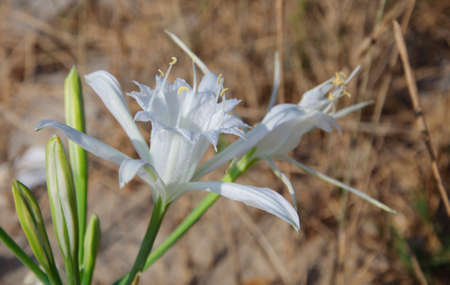 Pancratium Maritimum  Common Name  Sea daffodil, Sea lily, Sand Daffodil , Sand Lily, Lily of St  Nicholas  La Zenia beach, Orihuela, Spain の写真素材