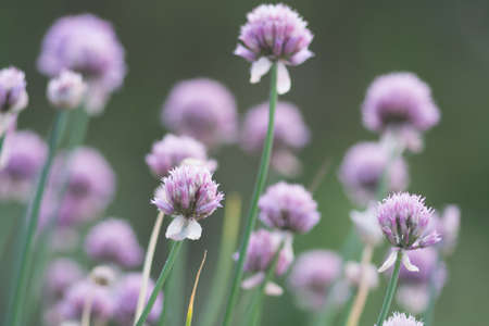 Trifolium pratense 