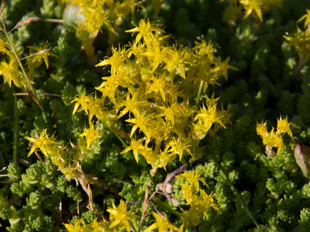 Yellow Mossy Stonecrop, Sedum acre, closeup 
