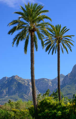 Two palms in Soller valley, Majorca, Balearic islands, Spain の写真素材