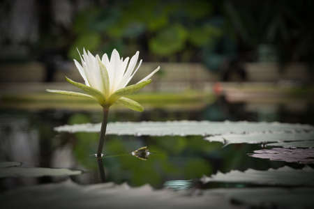White meditative waterlily in tranquil pondの写真素材