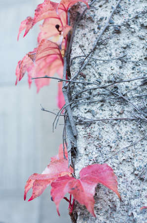 Red Ivy Parthenocissus quinquefolia. Clinging red autumn leaves, Stockholm, Sweden in October.の写真素材
