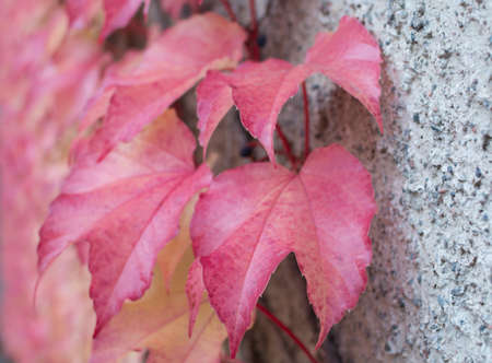 Red Ivy Parthenocissus quinquefolia. Clinging red autumn leaves, Stockholm, Sweden in October.の写真素材