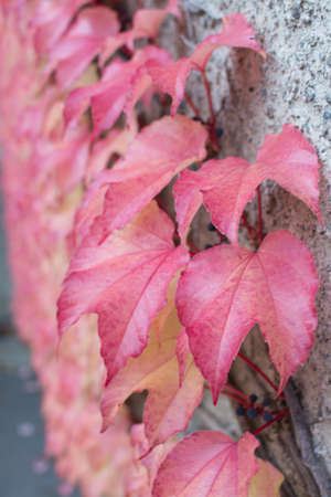 Red Ivy Parthenocissus quinquefolia. Clinging red autumn leaves, Stockholm, Sweden in October.の写真素材