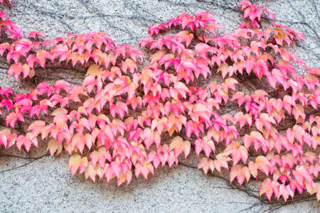 Red Ivy Parthenocissus quinquefolia. Clinging red autumn leaves, Stockholm, Sweden in October.の写真素材