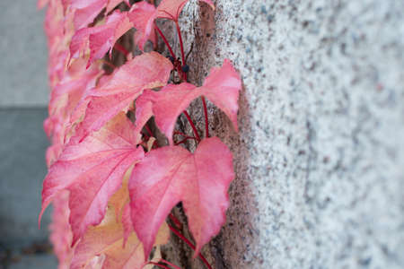 Red Ivy Parthenocissus quinquefolia. Clinging red autumn leaves, Stockholm, Sweden in October.の写真素材
