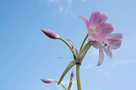 Pink lily flower closeup blossoming in September, Sweden.の写真素材