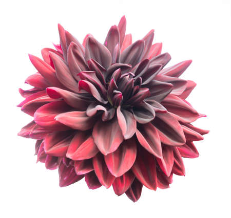 Red Dahlia isolated on whiteの写真素材