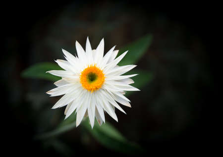 White everlasting flower on dark backgroundの写真素材