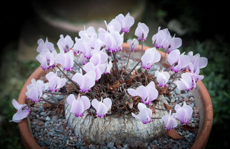 Cyclamen with plenty of little purple flowers in a pot.の写真素材