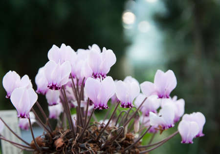 Cyclamen with plenty of little purple flowers in a pot.の写真素材
