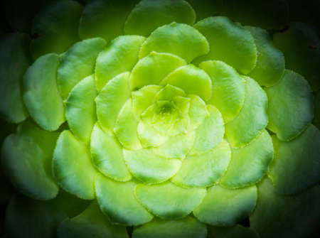 Organic abstract of tree houseleek, aeonium glandulosumの写真素材
