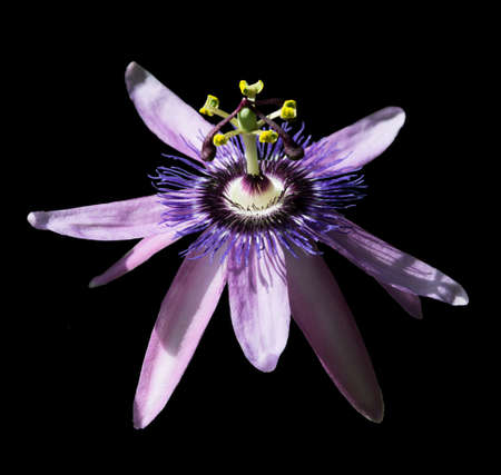 Passionvine flower closeup Passiflora Incarnata.の写真素材