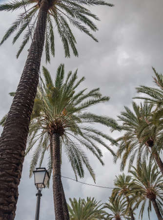 Palm trees November and gray skies. Mallorca, Balearic islands, Spain.の写真素材