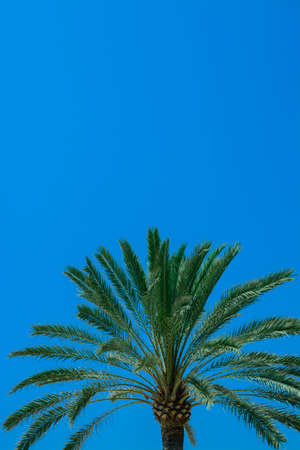 Palm detail blue sky. Close detail of palm tree against clear blue sky. Mallorca, Balearic islands, Spainの写真素材