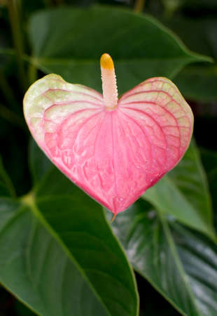 Flamingo flower, andreanum anthurium, on foliage background.の写真素材