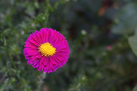 Pink aster flower. Single hot pink aster daisy like flower with yellow center and green blurry foliage behind.の写真素材