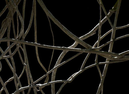 Wood network. Network of woody branches isolated on white for unusual background texture.