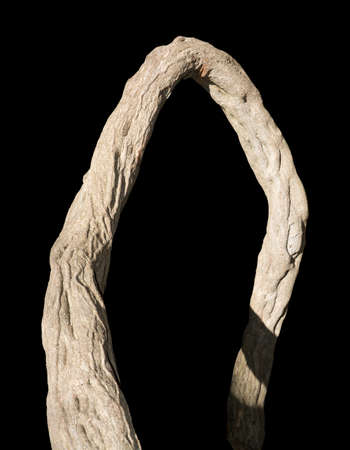 Gnarled wood branch with interesting texture isolated on black.