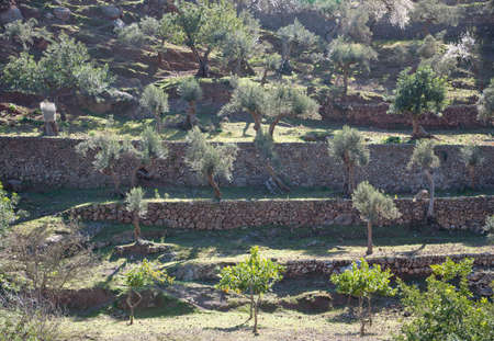 Terraced agricultureの写真素材