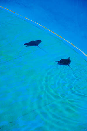 Two stingrays swimming in blue pool. Palma Aquarium, Majorca, Balearic islands, Spain.