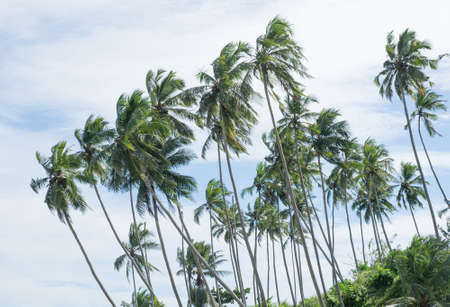 Coconut palm trees