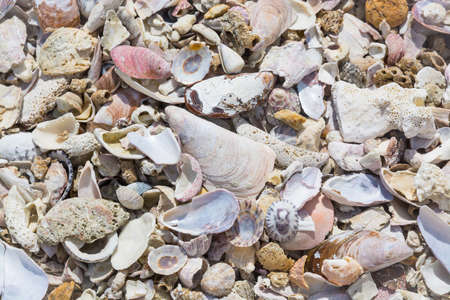Seashells background, Southern Province, Sri Lanka, Asia.の写真素材