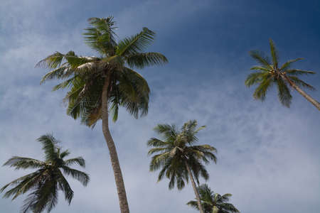 Coconut palms, blue sky, Southern Province, Sri Lanka, Asia.の写真素材