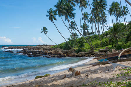 Dog resting on tropical rocky beach with coconut palm trees and fishing boats. Tangalle, Southern Province, Sri Lanka, Asia.のeditorial素材