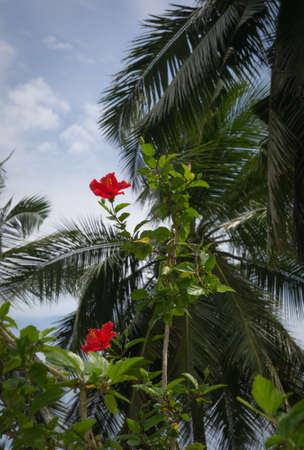 Red hibiscus flowers and palms in a tropical garden, Southern Province, Sri Lanka, Asia.の写真素材