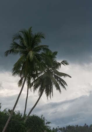 Tropical palms and heavy gray cloud, Sri Lanka, Asia, in December.の写真素材
