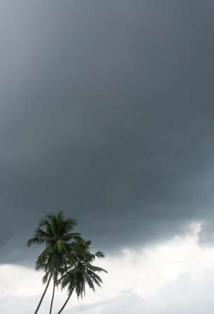 Coconut palms grey sky. Tropical weather in December, Sri Lanka, Asia.の写真素材