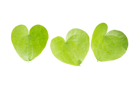 Three heart shaped leaves closeup isolated on white.の写真素材