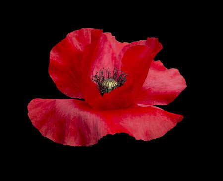 Red Poppy with black pistils  isolated on black.の写真素材