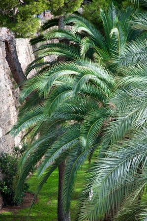 Palm trees in Palma de Mallorca, Mallorca, Balearic islands, Spain in November.の写真素材