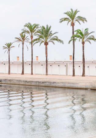 Palm trees and closed huts on pier background, Mediterranean climate.の写真素材