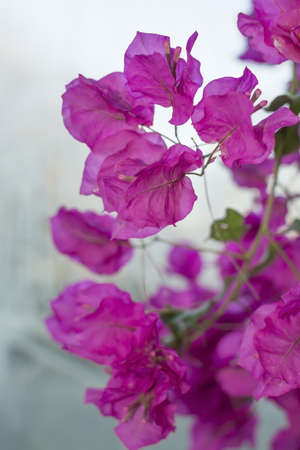Bougainvillea on gray vertical image.の写真素材