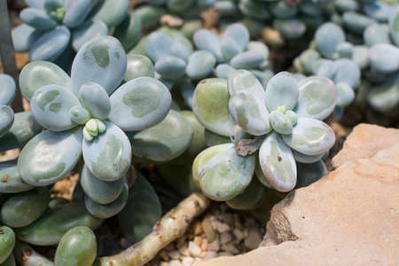 Moonstones, pachyphytum oviferum, a succulent plant with thick, chubby, rounded look, natural to Mexico.の写真素材