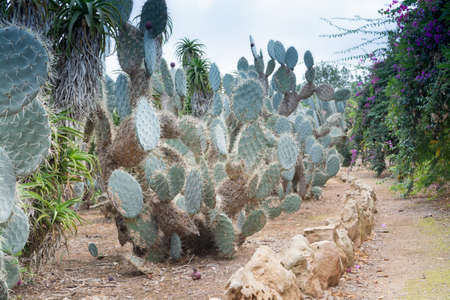 BOTANICACTUS, SES SALINES, MAJORCA, SPAIN - OCTOBER 26, 2013: Path in Platyopuntia cactus garden in Botanicactus on Octiber 26, 2013 in Botanicactus, Majorca, Spain.の写真素材