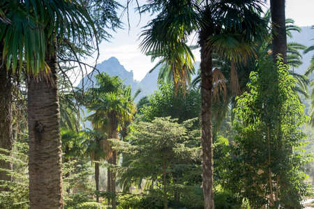 Tramuntana forest, Soller, Mallorca, Balearic islands, Spain.の写真素材