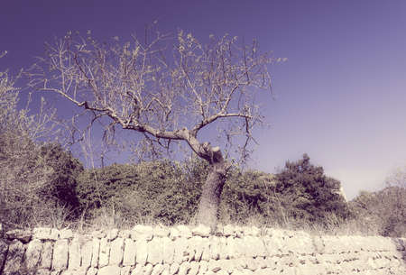 Old gnarled almond tree standing on a drystone walled terrace. Mallorca, Balearic islands, Spain. Filter treatment.の写真素材
