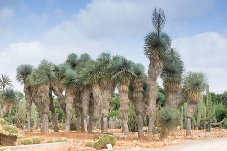 BOTANICACTUS, SES SALINES, MAJORCA, SPAIN - OCTOBER 26, 2013: Grove of palm trees and cacti on Octiber 26, 2013 in Botanicactus, Majorca, Spain.のeditorial素材